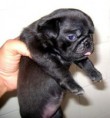 /album/conoce-mas-de-nuestra-empresa/a65528084-5-hermosos-cachorros-pug-negros-100-puros-cauca-jpg/