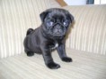 /album/conoce-mas-de-nuestra-empresa/a1267989589-78934687-2-remato-cachorro-pug-negro-por-no-poder-atender-papa-con-pedigree-merida-jpg/