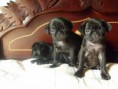 /album/conoce-mas-de-nuestra-empresa/a1272220384-90038003-2-pug-negro-de-dos-meses-bogota-1272220384-jpg/