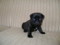/album/conoce-mas-de-nuestra-empresa/a1300389188-178359514-2-pug-negro-macho-2-meses-de-edad-apto-cpr-alimentado-con-royal-canin-san-nicolas-de-los-garza-jpg/