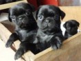 /album/conoce-mas-de-nuestra-empresa/a1338609669-389477477-1-fotos-de-cachorros-pug-negro-jpg/