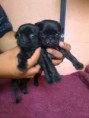 /album/conoce-mas-de-nuestra-empresa/a1340752843-405417276-2-fotos-de-venta-de-perritos-pug-negros-y-arena-jpg/