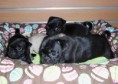 /album/conoce-mas-de-nuestra-empresa/cachorros-pug-carlinos-negros-arena-2-camadas-garantia-mlv-f-4893868608-082013-jpg/