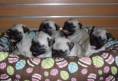 /album/conoce-mas-de-nuestra-empresa/cachorros-pug-carlinos-negros-arena-2-camadas-garantia-mlv-f-4894028735-082013-jpg/