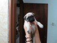 /album/conoce-mas-de-nuestra-empresa/cachorros-pug-de-venta-en-maturin-y-caracas-entrega-090913-mlv-f-4734929563-072013-jpg/