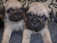 /album/conoce-mas-de-nuestra-empresa/cachorros-pug-en-ven-9b27c-jpg/